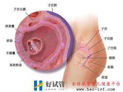 哪些人群做试管成功率更高些？(图2)