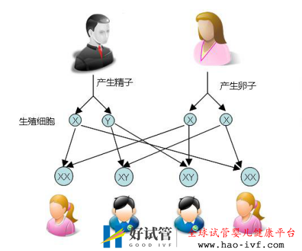 试管婴儿可以做双胞胎选性别吗？(图1)