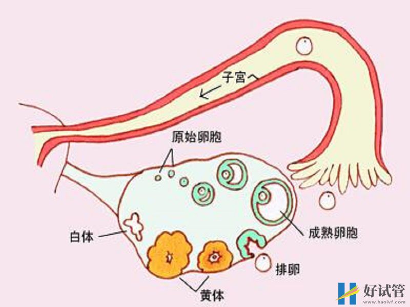 判断卵巢功能的指标