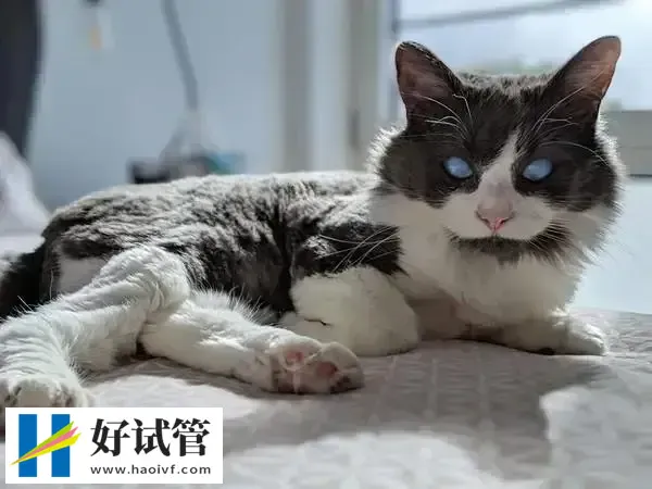 孕期养猫很有可能感染弓形虫