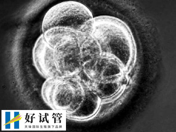 如果都是四级胚胎怎么办(图3) 四级胚胎养囊成功率通常较低